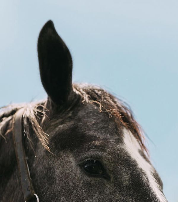 Close up of a horse's head