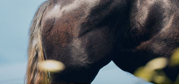 Side and back of a horse