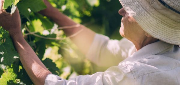 Close-up of a winemaker working in the vineyards