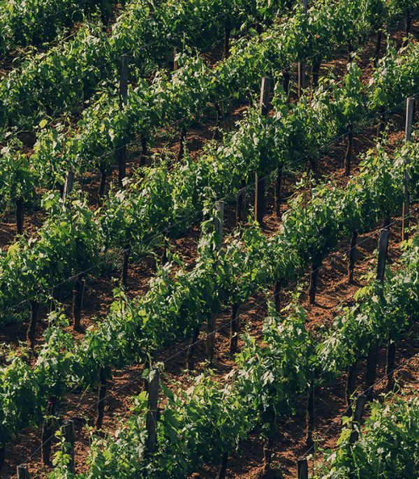 Château Canon vineyard