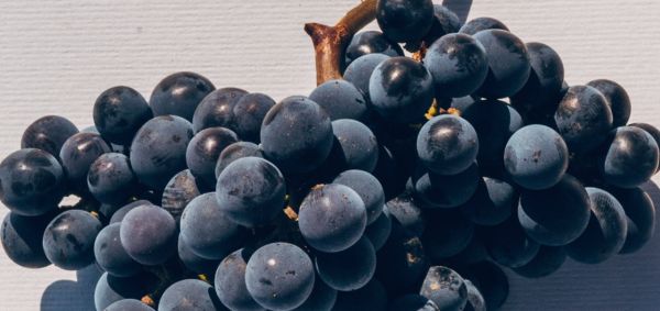 Close up of a bunch of grapes