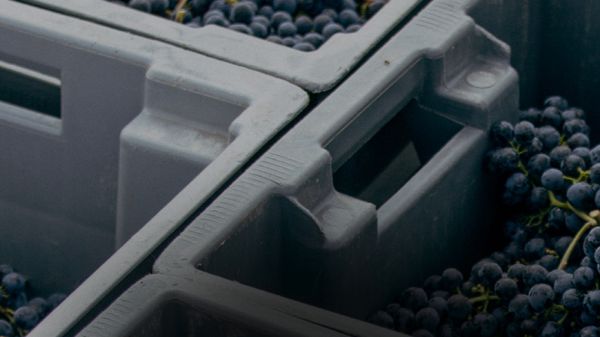 Close up of grates filled with grapes