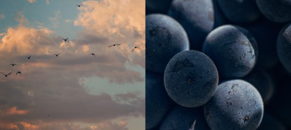 Image coupée en 2 : ciel à gauche et gros plan sur des grappes de raisin à droite