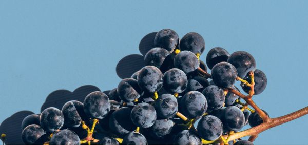 Bunch of red grapes in front of a blue background