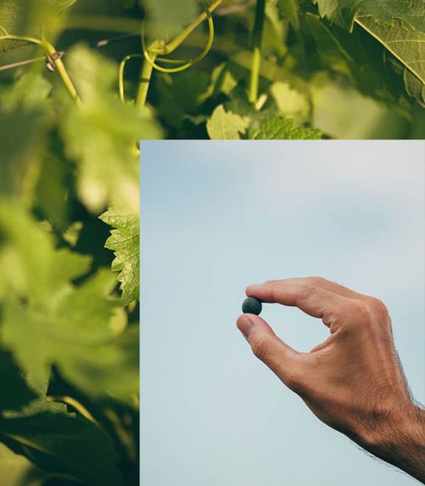 Grape held by a hand