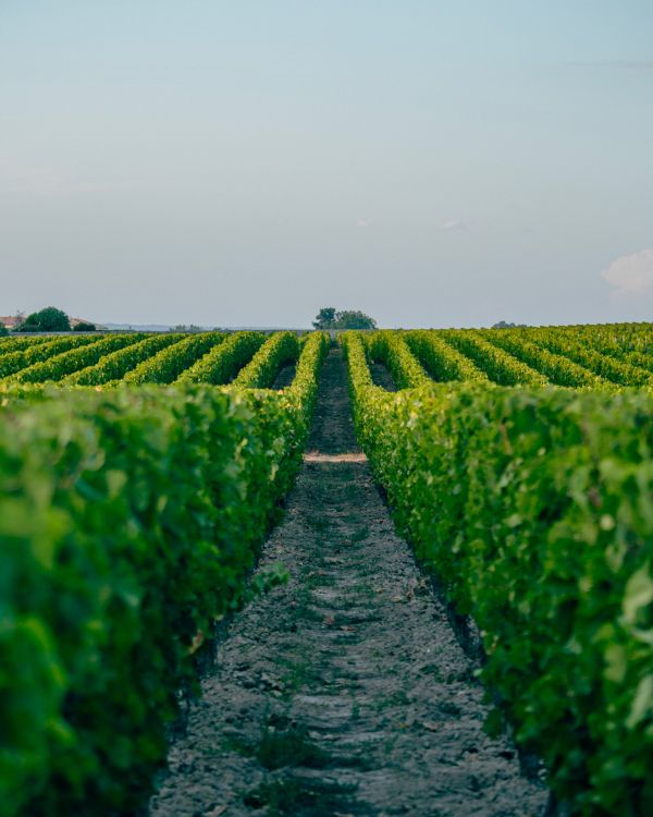 Château Canon vineyard