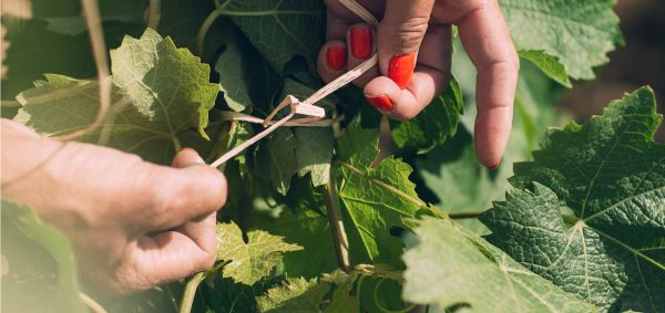 Close up of hands and vine leaves