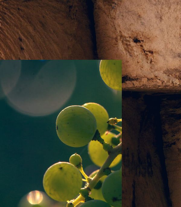 Close-up on a bunch of white grapes