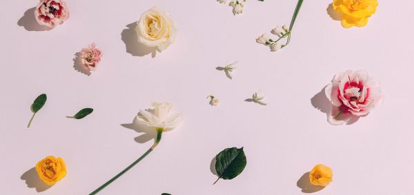 Roses arranged in front of a white background