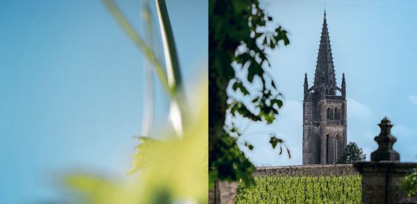 Image split in 2 : vine leaves on the left and church steeple on the right